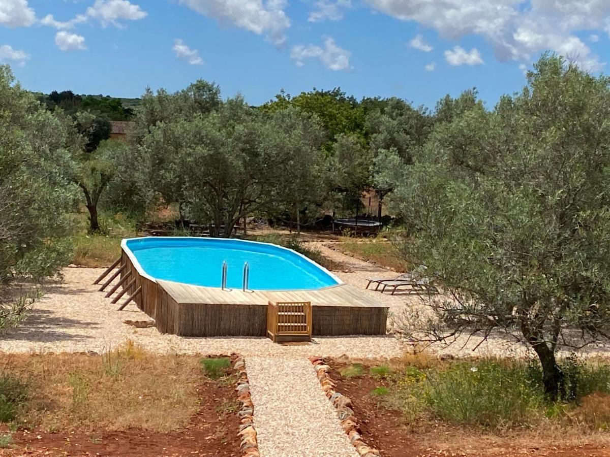 Algarve Olive Tree *