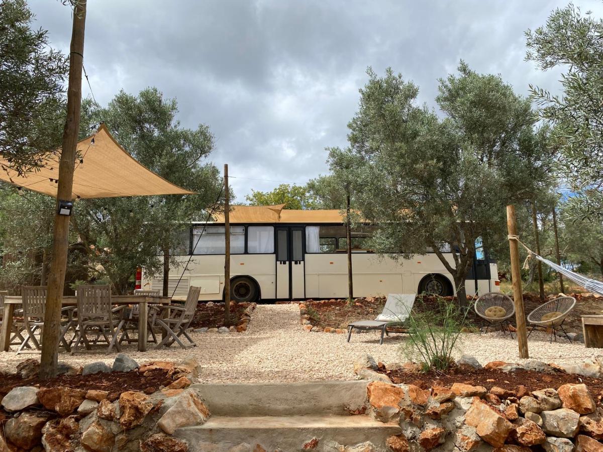 Algarve Olive Tree