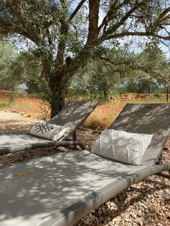 Algarve Olive Tree