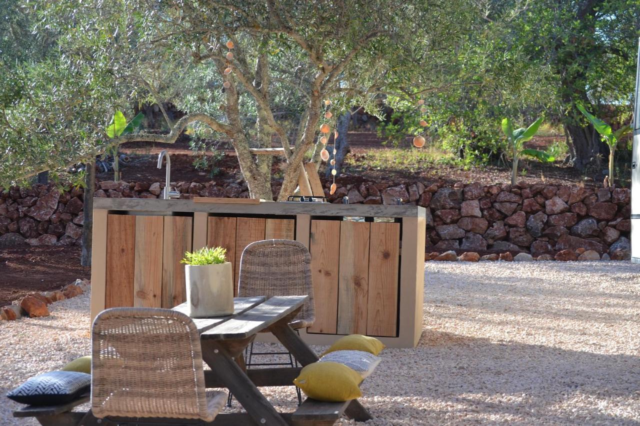 Algarve Olive Tree *