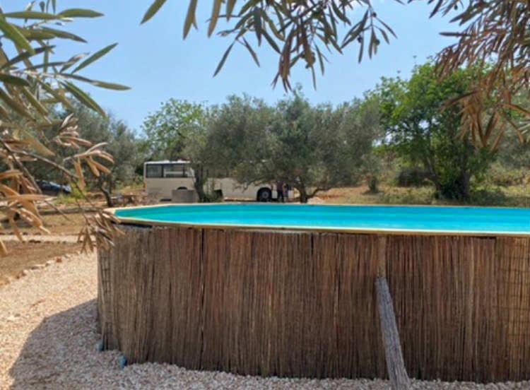 Algarve Olive Tree Nora (Barlavento)