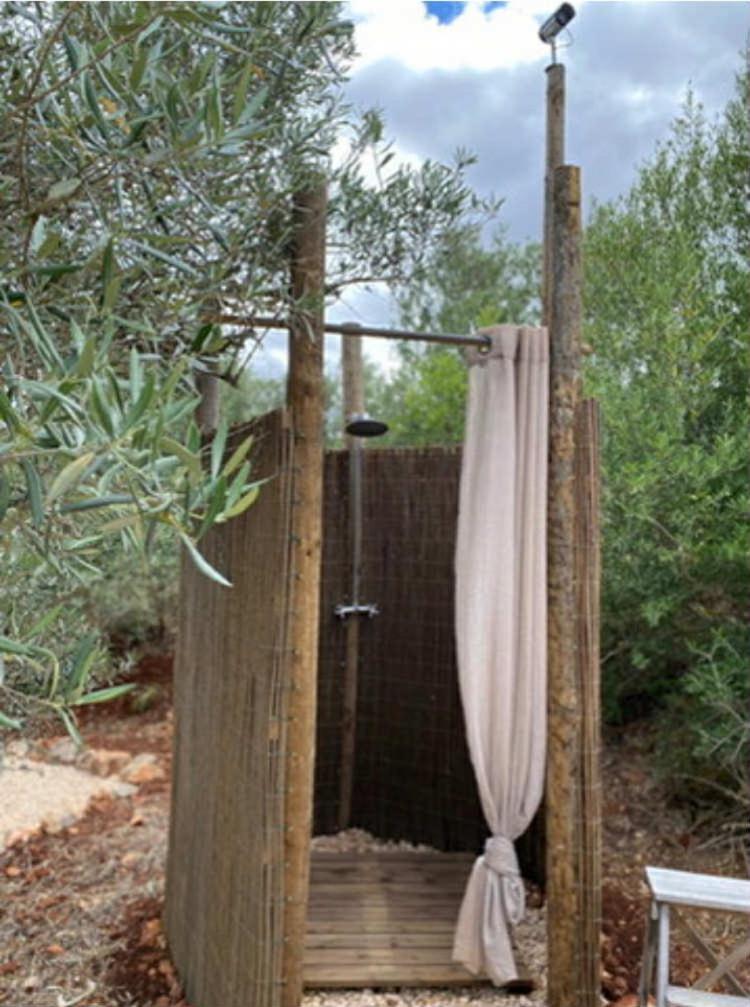 Algarve Olive Tree