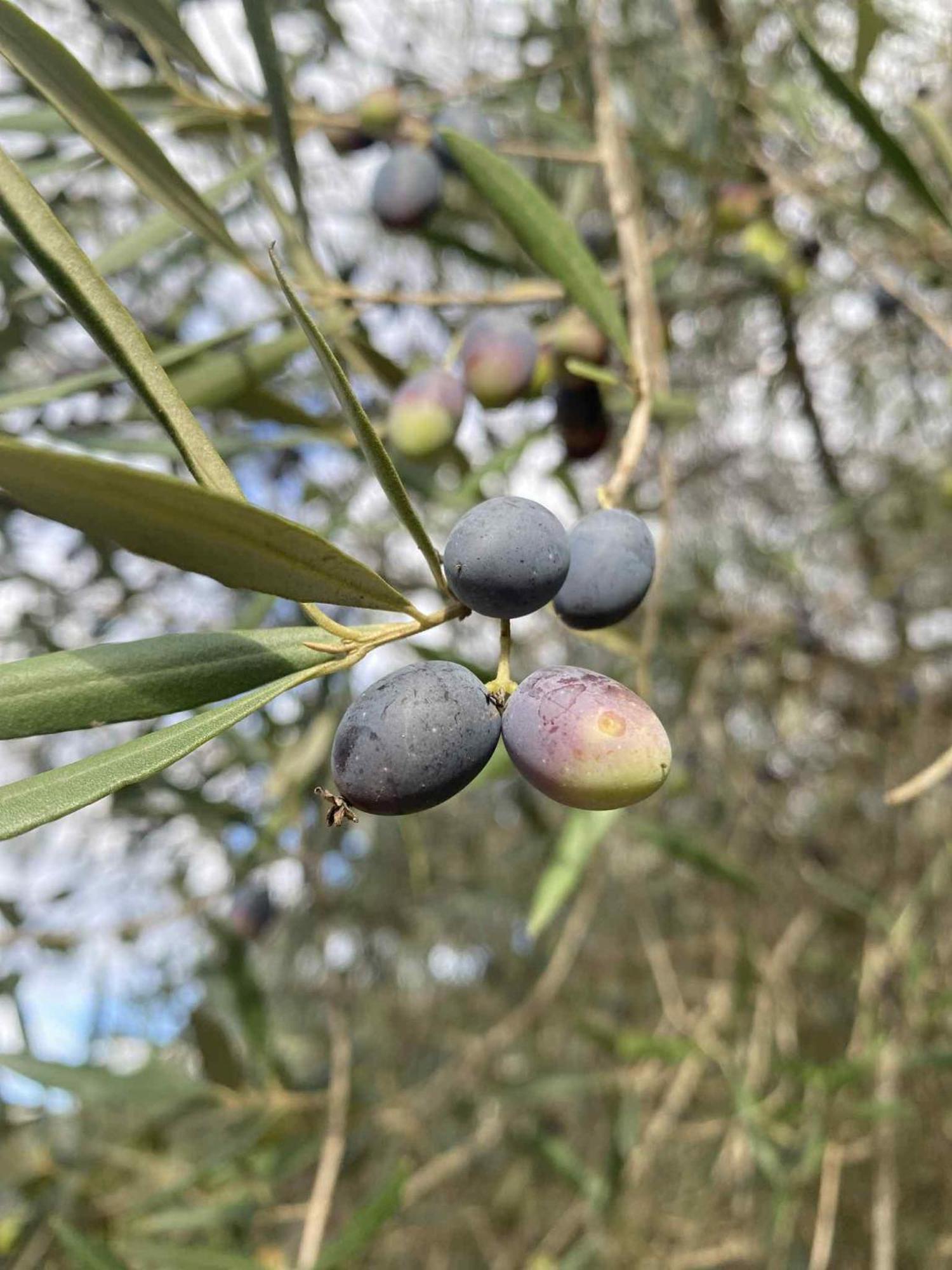 Camping Algarve Olive Tree Nora (Barlavento)