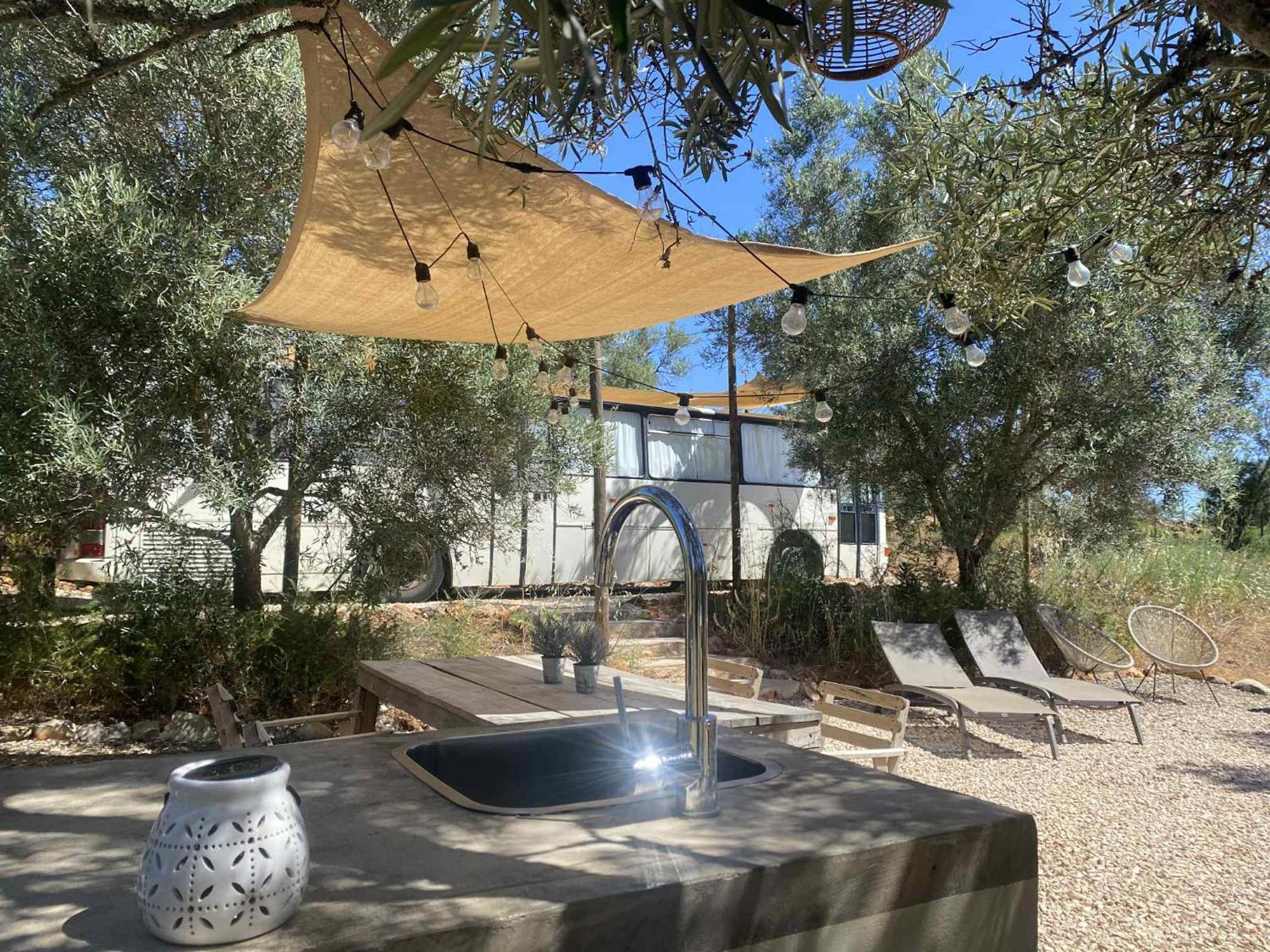 Algarve Olive Tree * Nora (Barlavento)