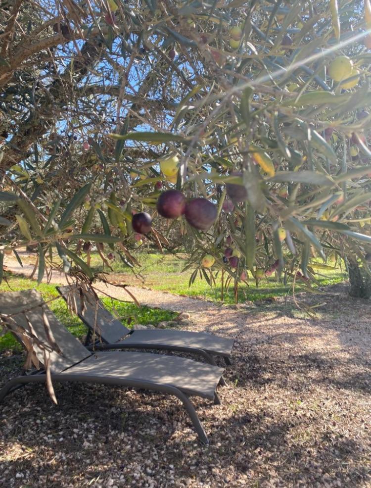 Algarve Olive Tree Parque de Campismo Nora (Barlavento)