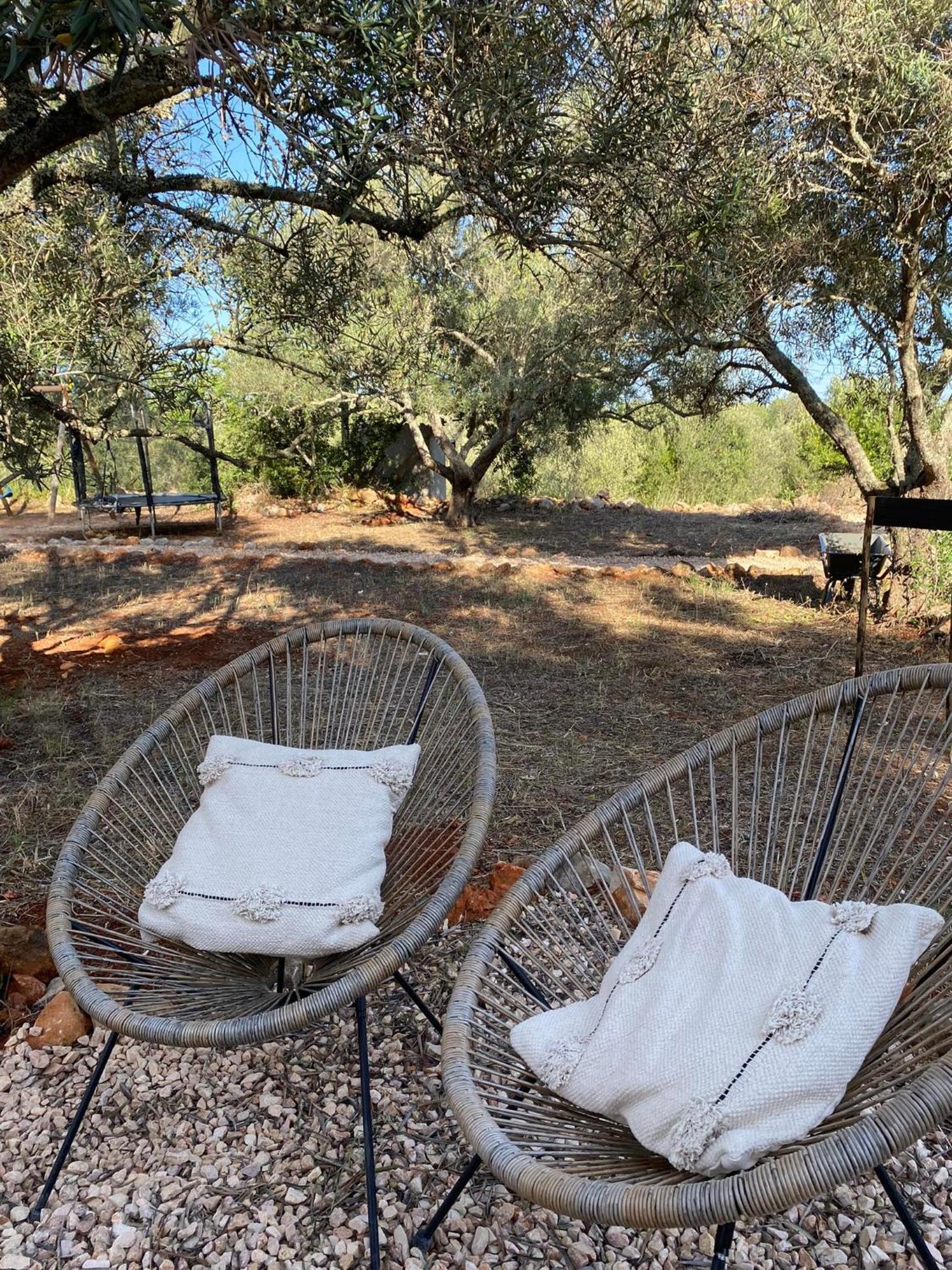 Algarve Olive Tree